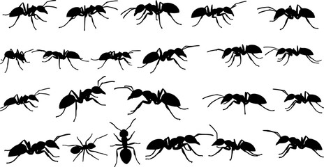 Insect Insects ant ants emmet pismire banner Vector, vector set silhouette
