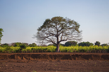 El árbol está plantado en una buena tierra negra