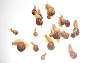 snails crawl in a group on a white background. Animal world in nature.