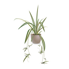 Chlorophytum crested (lat. Chlorophytum comosum). Tropical exotic plant in a ceramic flower pot isolated on a white background. Vector realistic image for room design project, advertising sale banner.