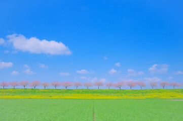 春風にゆれる思川桜と青空の風景