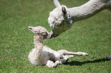neugeborenes Alpaka baby liegt im Gras, bekommt K&uuml;sschen von Mutter