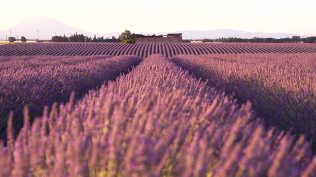 Beautiful Lavender Field in Provence at Sunset Low Angle Shallow Depth of Field Focus in Background