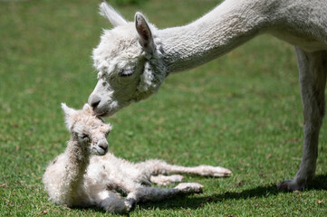 neugeborenes Alpaka baby liegt im Gras, Alpakastute schnuppert am Ohr