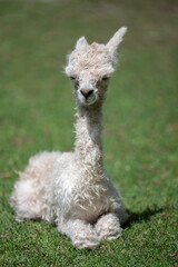 Neugeborenes Alpaka baby sitzt mit eingeschlagenen Beinen auf der Wiese