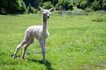 neugeborenes Alpaka baby stehend auf Wiese