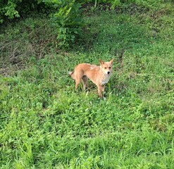 a red dog standing in a meadow, outdoors, a pet, against a background of green grass, summer