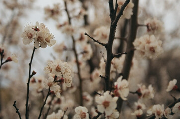 Soft Cherry Blossom Close-Up with Vintage Grain 