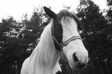 Gentle Horse Expression Captured on Monochrome Film 