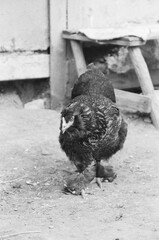Rustic Farm Hen Captured on Vintage Black and White Film 