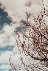 Budding Spring Branches Against Dramatic Sky