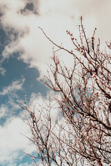 Thin Blooming Branches Set Against Moody Clouds 