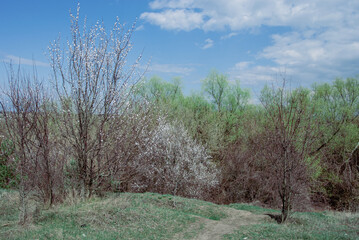 Spring Trees and Bushes Under Stormy Sky
