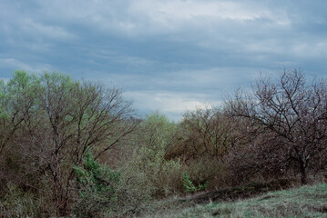 Forest Edge Awakening in Moody Spring Weather