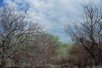 Obraz premium Overcast Sky Above Leafing Woodland Landscape