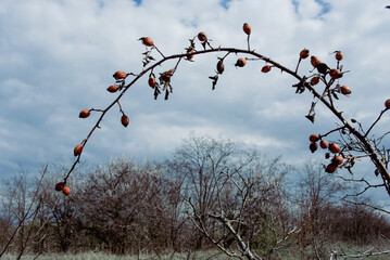 Arching Thorny Branch and Ripened Rose Hips