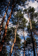 Springtime Tree Tops Framed by Open Atmosphere