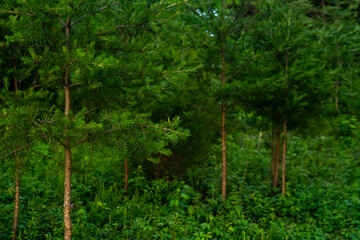 Fototapeta premium Evergreen Forest at Golden Hour