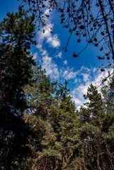 Natural Canopy View Under Crisp Morning Light