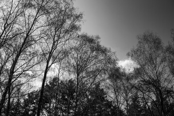 Fine Birch Tree Crowns in Black and White