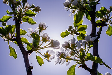 Fresh Spring Blossoms Framed by Sun Rays