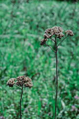 Withered Plant Stalks Standing in Spring Grass 