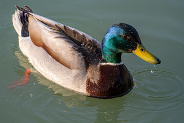 Close-Up of a Swimming Male Duck