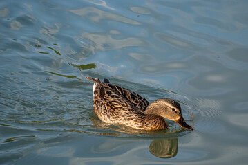 Duck Feeding Moment in Morning Light 