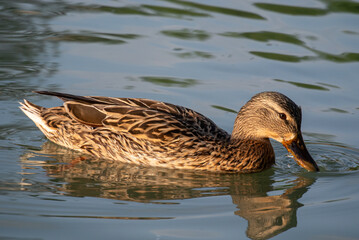 Brown-Feathered Duck Floating on Quiet Lake