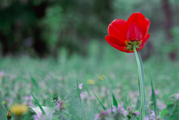 Lonely Red Tulip Standing in a Spring Meadow of Soft Green