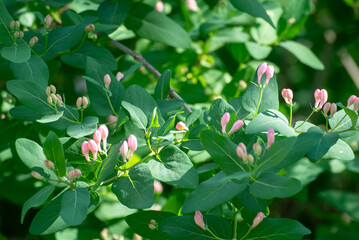 Tender Pink Honeysuckle Buds Emerging Among Lush Green Foliage