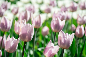 Soft Lavender Tulips in Spring Morning Light