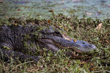 alligator in the swamp