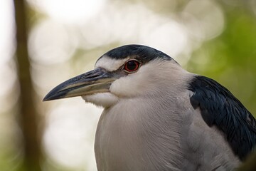 black crowned night heron