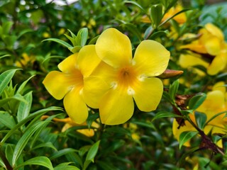 Allamanda cathartica Flower in tropical nature borneo