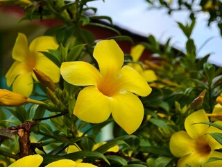 Fototapeta premium Allamanda cathartica Flower in tropical nature borneo