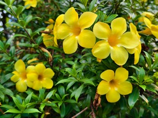 Allamanda cathartica Flower in tropical nature borneo
