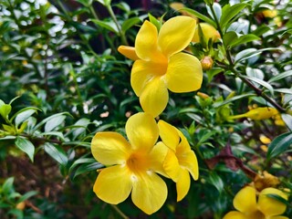 Fototapeta premium Allamanda cathartica Flower in tropical nature borneo