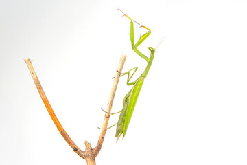 green praying mantis sits on a tree branch on a white background. insect predator. nature and...