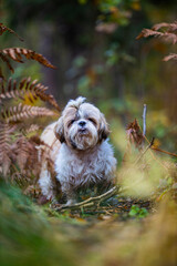 shih tzu dog walks in the park in the autumn  