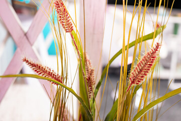 Colorful decorative plant arrangement in a bright indoor setting showcasing modern decor and...