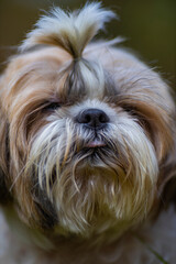 shih tzu dog walks in the park in the autumn  
