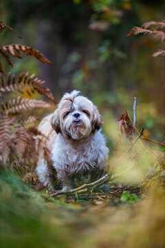 shih tzu dog walks in the park in the autumn  