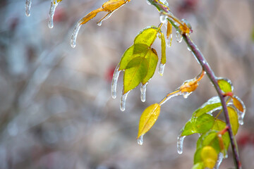 Icicles on icy branches and green leaves of trees. season of temperature changes and winter weather...