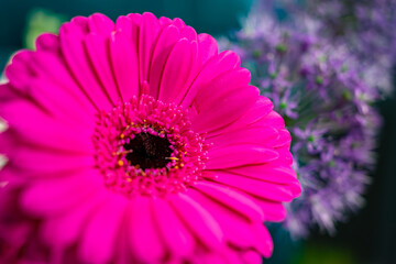 Bright pink gerbera daisy blooms amidst purple flowers in a vibrant garden setting during sunny...