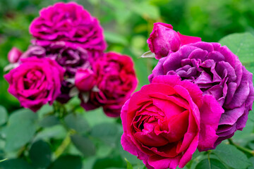Vibrant roses in shades of pink and purple bloom amidst lush greenery in a garden setting during...