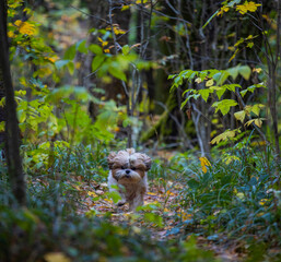 shih tzu dog runs along the road in the park in autumn 