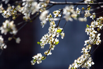 the cherry blossoms in the sun. botany and bloom growth propagation.