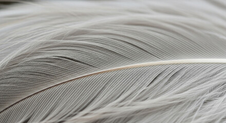A serene macro photograph captures the gentle texture and fine details of a light gray feather.