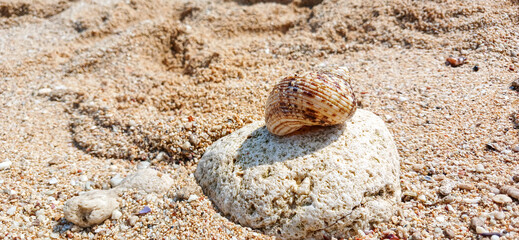 Close-up seashell on coral rock over sandy beach – summer, tropical nature, and marine life concept.